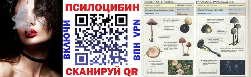 Псилоцибиновые грибы Psilocybine cubensis Богучар